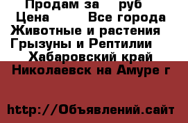 Продам за 50 руб. › Цена ­ 50 - Все города Животные и растения » Грызуны и Рептилии   . Хабаровский край,Николаевск-на-Амуре г.